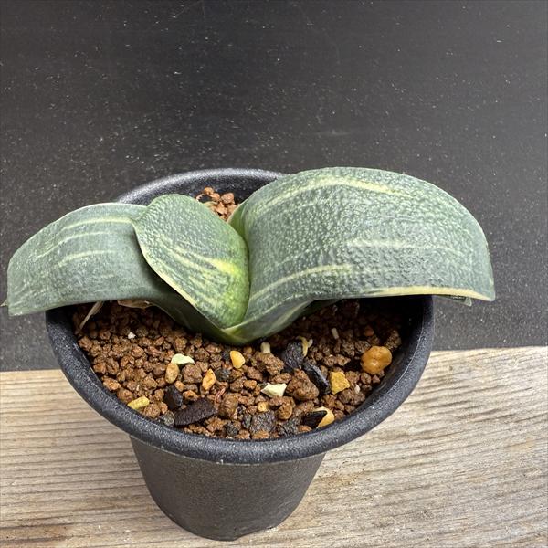 楽天市場】多肉植物：ガステリア ディスティカ×黒春鶯囀*幅12cm