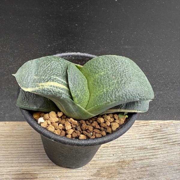 楽天市場】多肉植物：ガステリア ピランシー錦*幅22cm 現品！一品