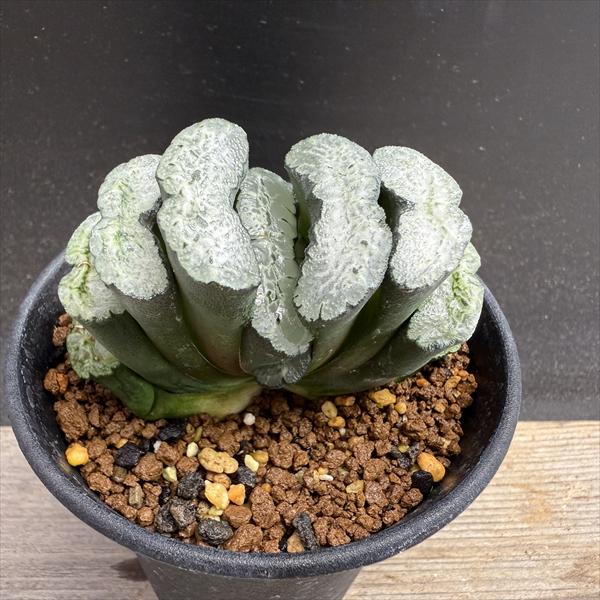 多肉植物：ハオルチア　玉扇　OT*幅7ｃｍ