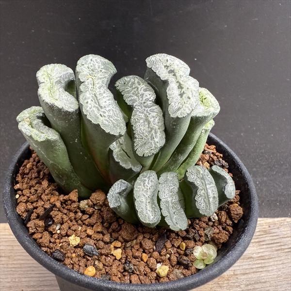 楽天市場】多肉植物：ハオルチア 玉扇 酒井氏スーパーワイド SA-7*幅