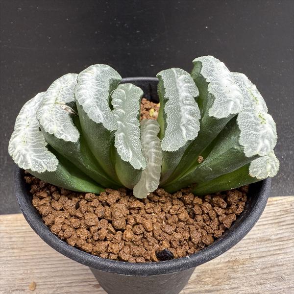 サボテン 多肉植物 8 ハオルチア 玉扇錦A 鮮明黄斑錦 玉扇錦の花芽 | Cometのサボテン栽培日記