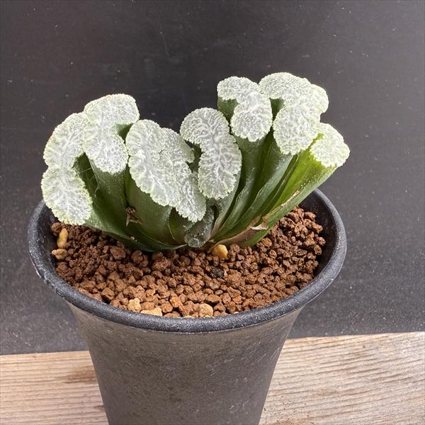 楽天市場】多肉植物：ハオルチア 玉扇錦*幅7.5cm 現品！一品限り