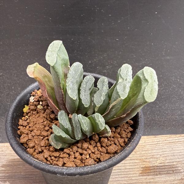 楽天市場】多肉植物：ハオルチア 玉扇錦*幅7.5cm 現品！一品限り