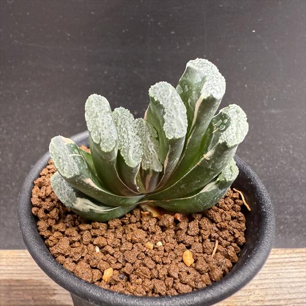 楽天市場】多肉植物：ハオルチア 玉扇錦*幅7.5cm 現品！一品限り