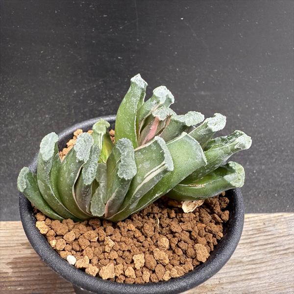 楽天市場】多肉植物：ハオルチア 玉扇錦*幅7.5cm 現品！一品