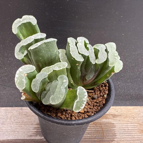 楽天市場】多肉植物：ハオルチア 玉扇錦*幅7.5cm 現品！一品