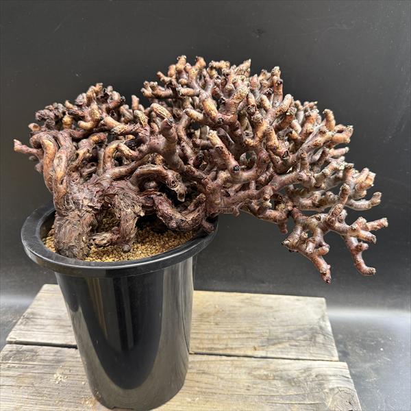 サルコカウロン ムルチフィズム 250826 25 楽天市場】☆特価