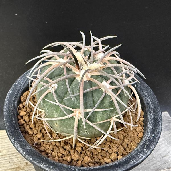 楽天市場】サボテン：ギムノカリキウム 新天地錦*幅15cm 現品！一品