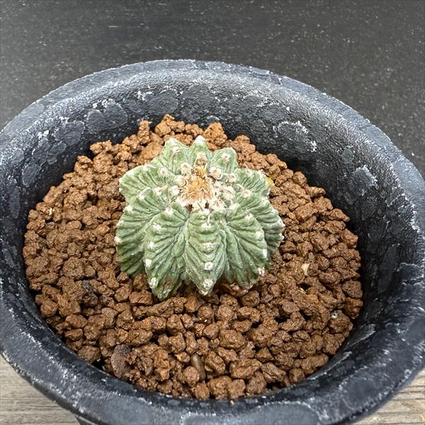 アズテキウム 【花籠】 サボテン 花籠 A0366☆リッテリー アズテキウム サボテン☆「送料無料」浦部陽向園