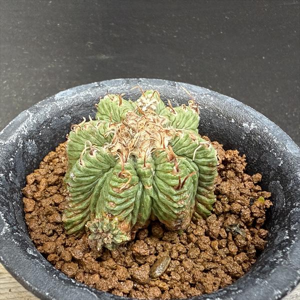 楽天市場】サボテン：アズテキウム 花籠（はなかご）*幅11cm 現品