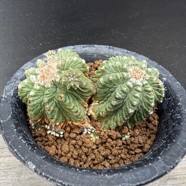 楽天市場】サボテン：アズテキウム 花籠（はなかご）*幅11cm 現品