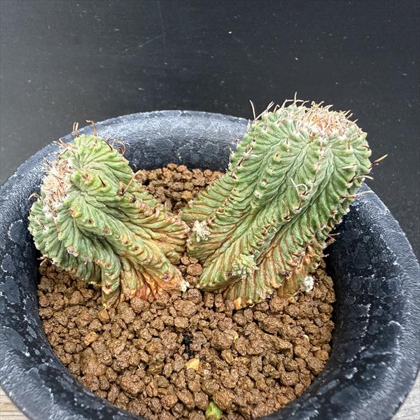 楽天市場】サボテン：アズテキウム 花籠（はなかご）*幅11cm 現品