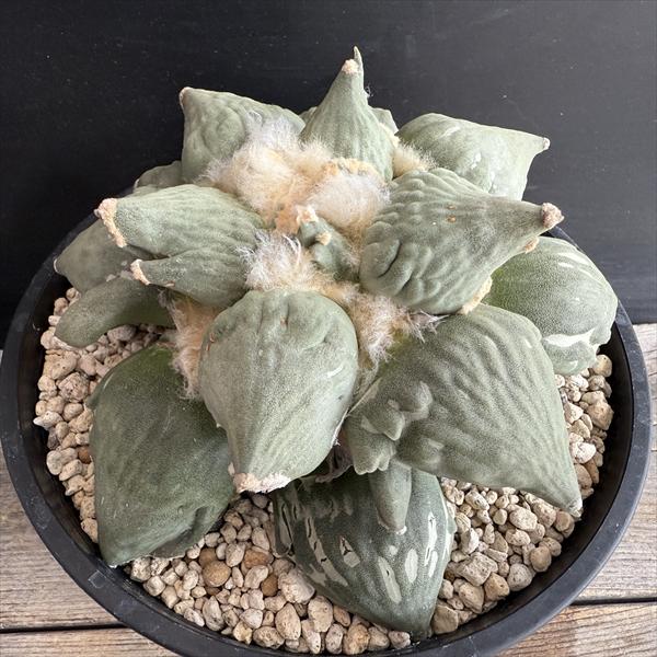 楽天市場】サボテン：アリオカルプス I氏実生選抜 竜角牡丹*幅5cm