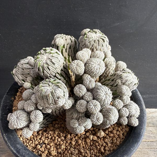 楽天市場】サボテン：ホマロケファラ 強刺綾波 実生*幅12cm 現品