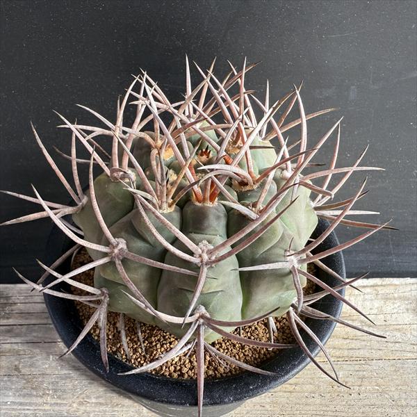 楽天市場】サボテン：ギムノカリキウム 天平丸*幅15cm 現品！一品