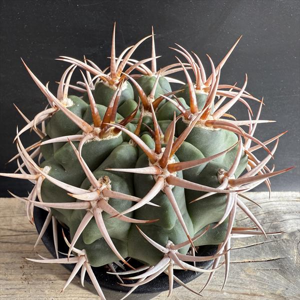 楽天市場】サボテン：トリコケレウス 羅漢丸 自根*幅17cm 現品！一品