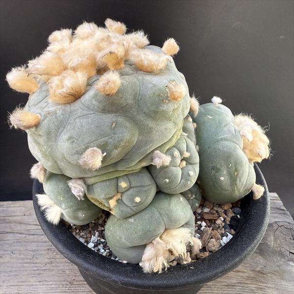 楽天市場】サボテン：ロフォフォラ ディフューサ 翠冠玉 富岡タイプ*幅