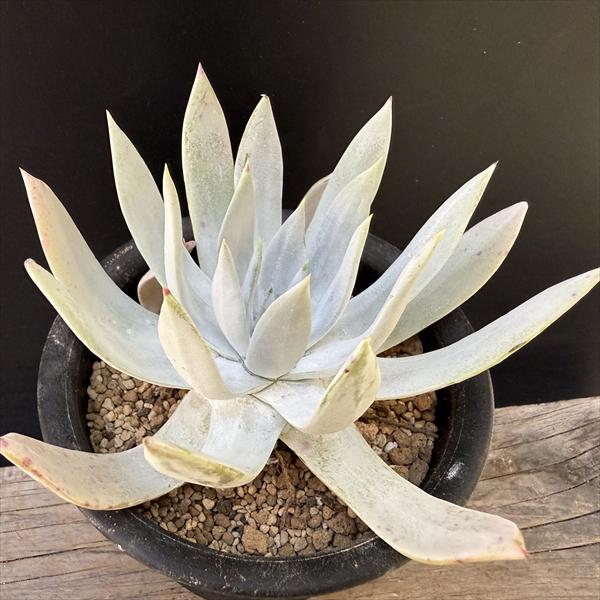 楽天市場】多肉植物：ダドレア ヌビゲナ*幅9cm : 遊恵盆栽 楽天市場店