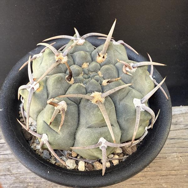 楽天市場】サボテン：マミラリア 白星*幅12cm 現品 一品限り : 遊恵