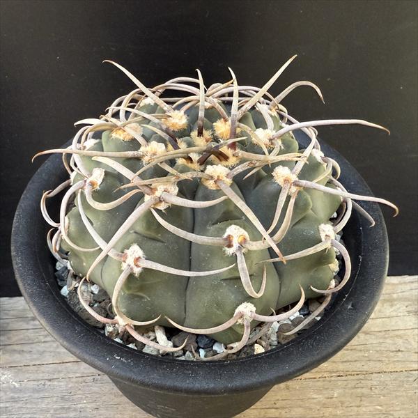 楽天市場】サボテン：ギムノカリキウム 金碧 実生*幅10cm : 遊恵盆栽