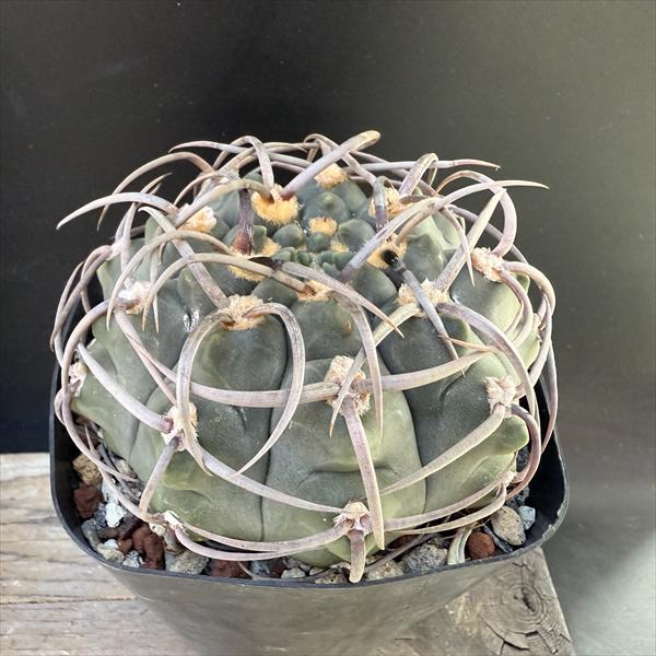 楽天市場】サボテン：マミラリア 白星*幅12cm 現品 一品限り : 遊恵