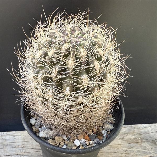 楽天市場】☆特価☆サボテン：ネオポルテリア 暗黒玉*幅4cm : 遊恵