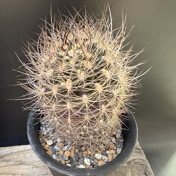 楽天市場】☆特価☆サボテン：ネオポルテリア 暗黒玉*幅4cm : 遊恵