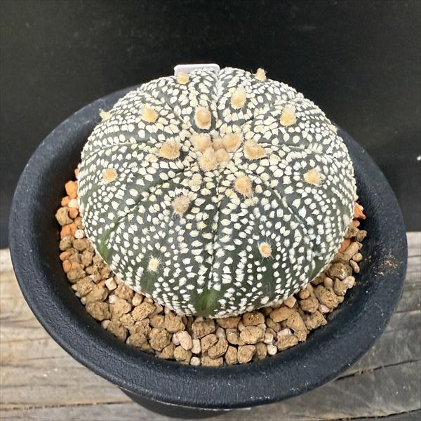 楽天市場】サボテン：アストロフィツム ミラクル兜 実生*幅6.5cm 現品