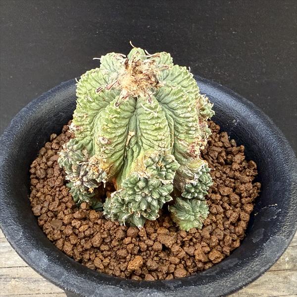 楽天市場】サボテン：アズテキウム 花籠（はなかご）*幅11cm 現品