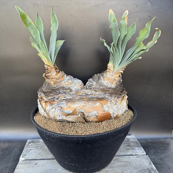 楽天市場】☆特価☆コーデックス：ブーファン ハエマンソイデス*塊幅