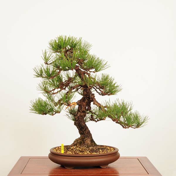 楽天市場】盆栽 特選：三河黒松* 現品 くろまつ クロマツ Kuromatsu