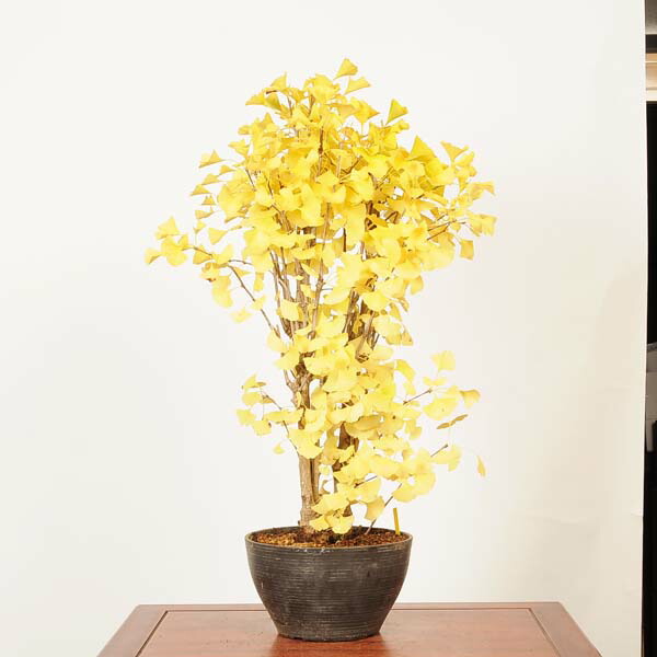 楽天市場】【送料無料】小盆栽 イチョウ 斑入り 苗 : 片岡笑幸園「悠々