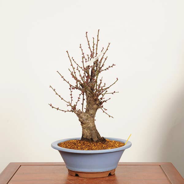 楽天市場】盆栽 特選：緋梅(ひばい)現品*うめ ウメ Prunus mume Hibai
