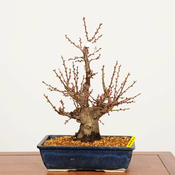 楽天市場】盆栽 特選：緋梅(ひばい)現品*うめ ウメ Prunus mume Hibai