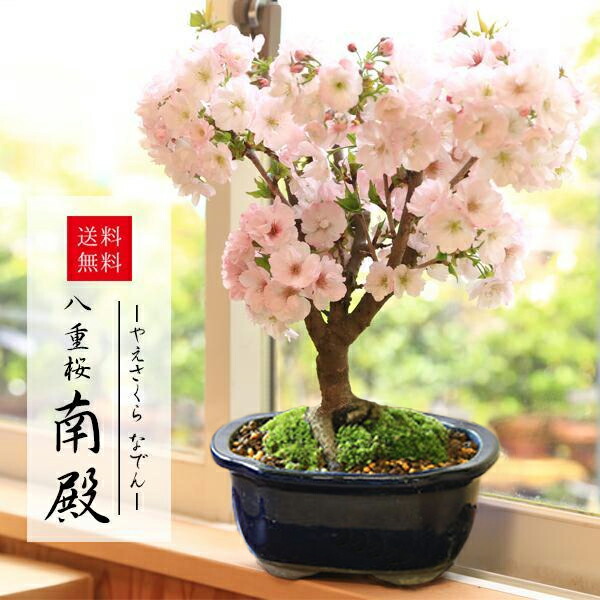 楽天市場】桜盆栽：御殿場桜(瀬戸焼金吹鉢)*【送料無料】【即日出荷可