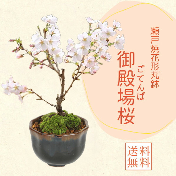 お盆セール　美品　らでんしだれ桜　文庫 期間限定値下げ 美品 らでんしだれ桜 文庫 ① 帯あり】小説 千本桜 弐