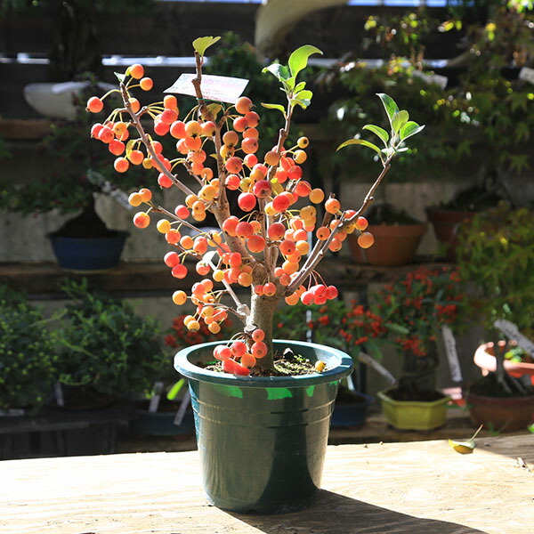 楽天市場】【現品】深山カイドウ(ミヤマカイドウ) 苗木 樹高90m G802