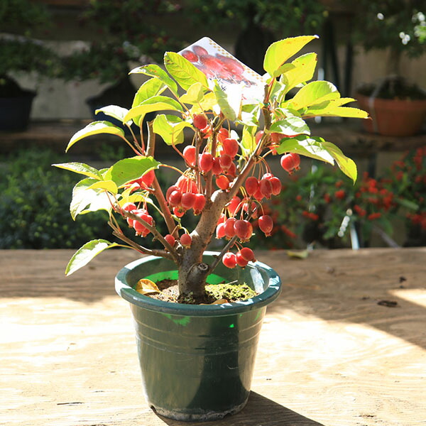 楽天市場】深山カイドウ(ミヤマカイドウ) 苗木 4号(J11) : 千草園芸