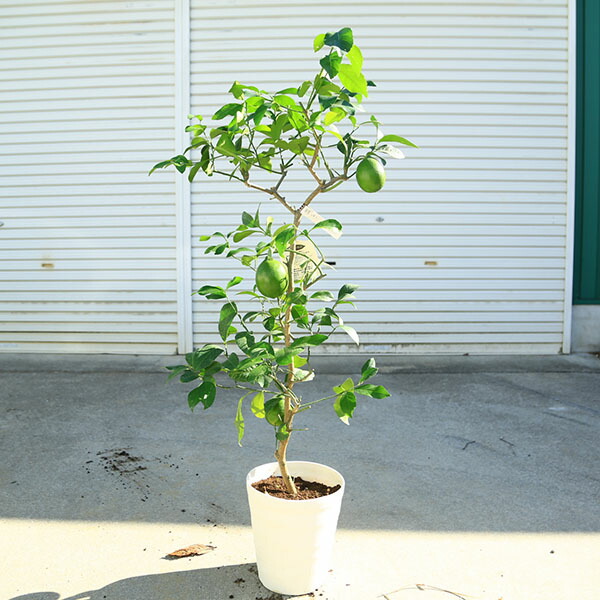 楽天市場】レモン ジャンボレモン 4号ロングポット苗 大実レモン 果樹