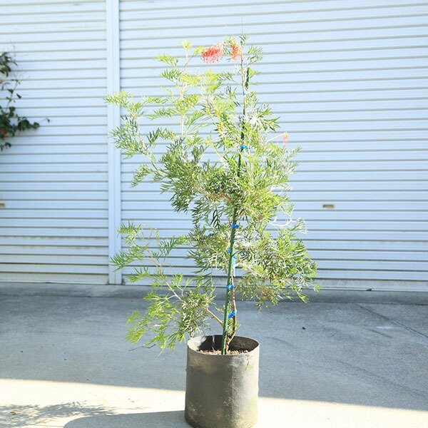 楽天市場】【現品】グレビレア ココナッツアイス 7号セラアート鉢植え