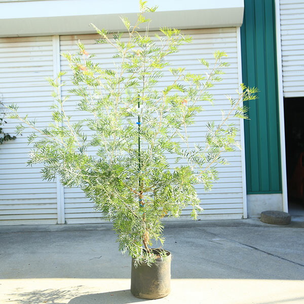 【現品】グレビレア・ココナッツアイス　グレビリア・ココナッツアイス　10号　３E 楽天市場】現品 グレビレア ココナッツアイス 7号セラアート鉢植え