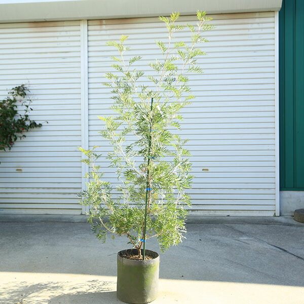 楽天市場】現品 グレビレア ココナッツアイス 7号セラアート鉢植え