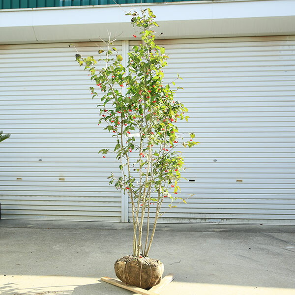 楽天市場】オトコヨウゾメ 株立ち特大苗 【大型宅配便】 北海道・沖縄