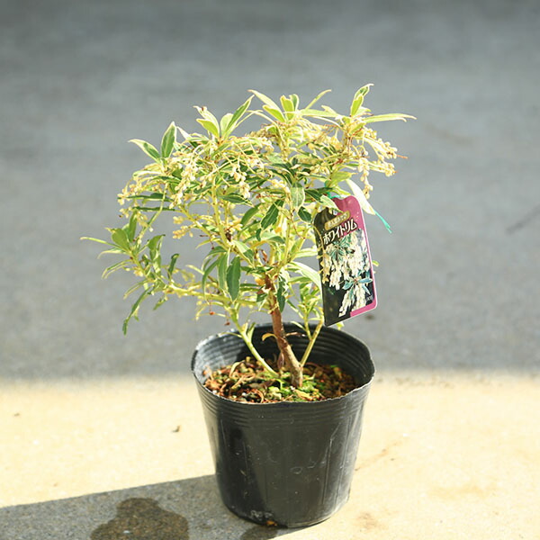 楽天市場】斑入りアセビ ホワイトリム 4.5号 苗木(d05) : 千草園芸