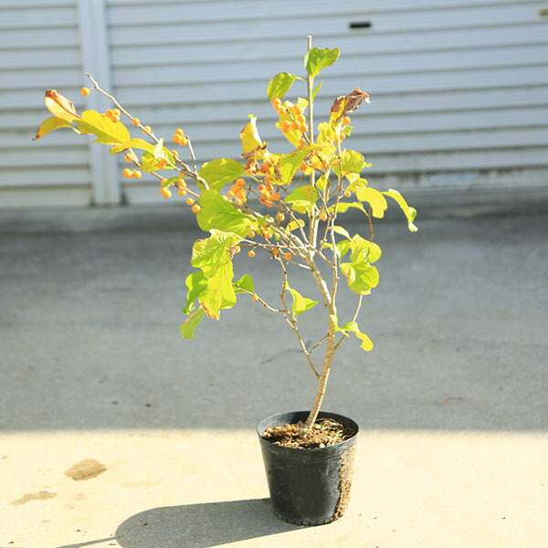 ツルウメモドキ苗 楽天市場】ツルウメモドキ 9cmポット幼苗 数量割引あり/樹高3cm程/発芽