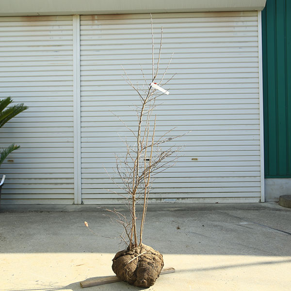 希少庭木・植木：ナツハゼ（なつはぜ）*　現品限り！　樹高：約140ｃｍ　全高160ｃｍ　佐川急便発送