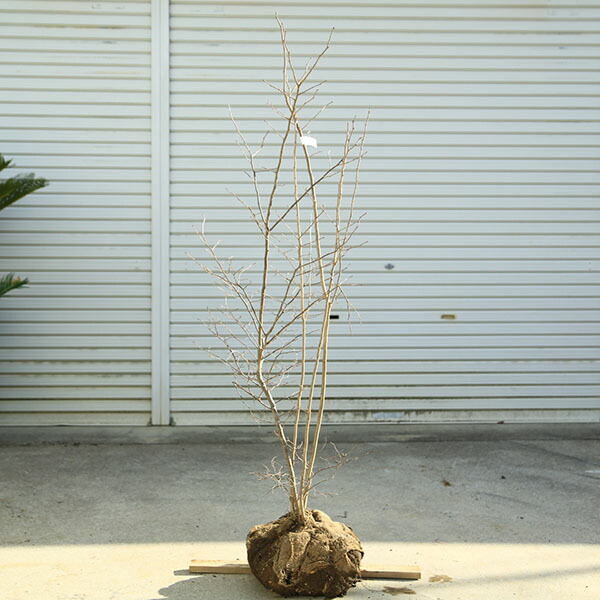 楽天市場】希少庭木・植木：ナツハゼ（なつはぜ）* 現品限り！ 樹高