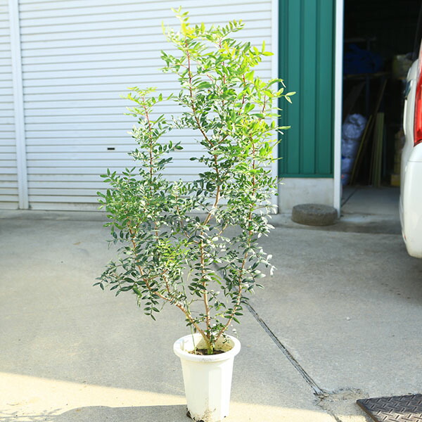 ピスタチオ苗木 楽天市場】【送料無料】ピスタチオ 植木苗 15cmポット1個 ピスタチオ