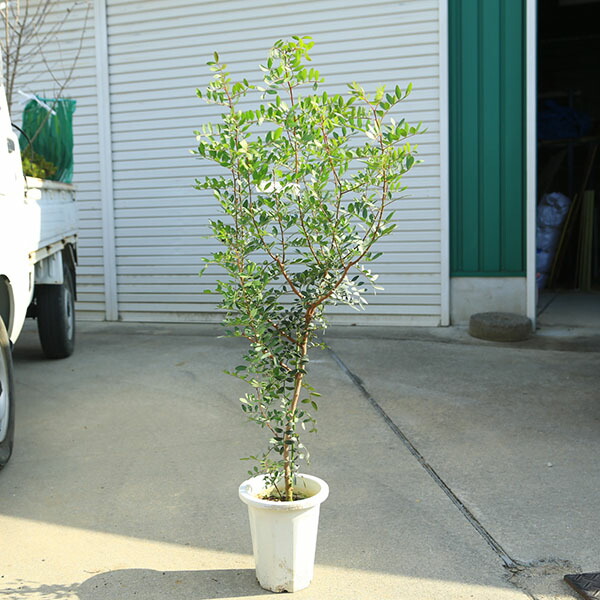 楽天市場】ピスタチオ 植木 苗 : SORA