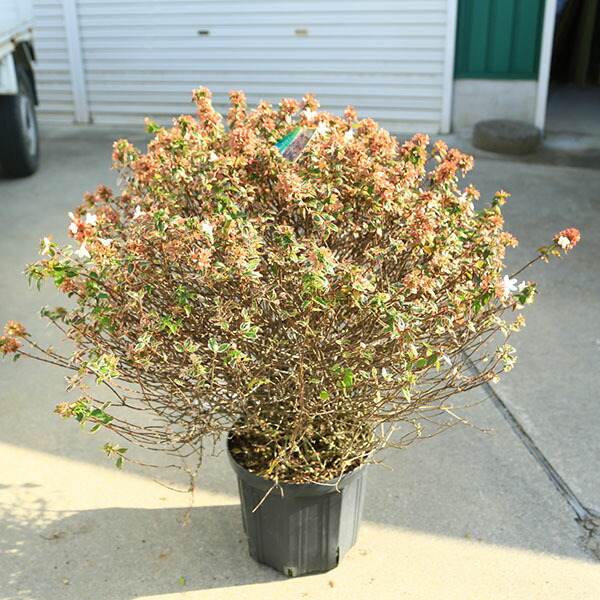 特選庭木・植木苗：アベリア（マジックチョコレート）あべりあ　斑入りアベリア　8号　幅70ｃｍ　美品　現品限り！　ヤマト便発送 10,725円